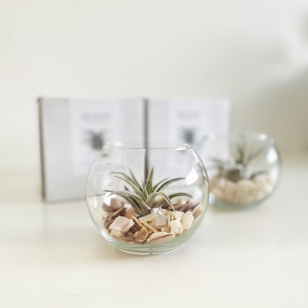 Air plant terrarium kit gift box, Terrarium kit gift box, Gift for plant lover