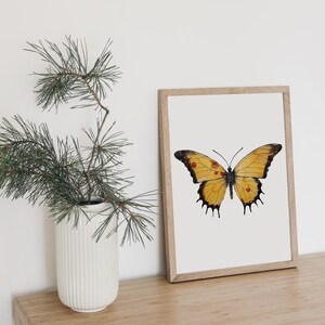 Puede incluir: Una impresi&oacute;n enmarcada de una mariposa amarilla con manchas marrones en sus alas. La mariposa est&aacute; centrada en el marco y tiene un fondo blanco.