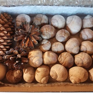 May include: A collection of natural elements, including pine cones and snail shells, arranged in a cardboard box. The shells vary in size and have a light brown color. The pine cones are brown and textured.