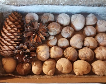 26 wine snail shells,2 pine cones,1 spruce cone for home decorations..