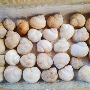 Op de afbeelding: Een verzameling beige slakkenhuizen van verschillende groottes. De schelpen, sommige met een donkerdere bruine tint, liggen in een doos. Elke schelp heeft een spiraalpatroon en een natuurlijke uitstraling.