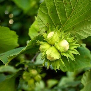 May include: Close-up of a hazelnut plant with green leaves and developing nuts. The nuts are clustered together, surrounded by spiky green bracts. The leaves are large and textured, with a blurred green background.
