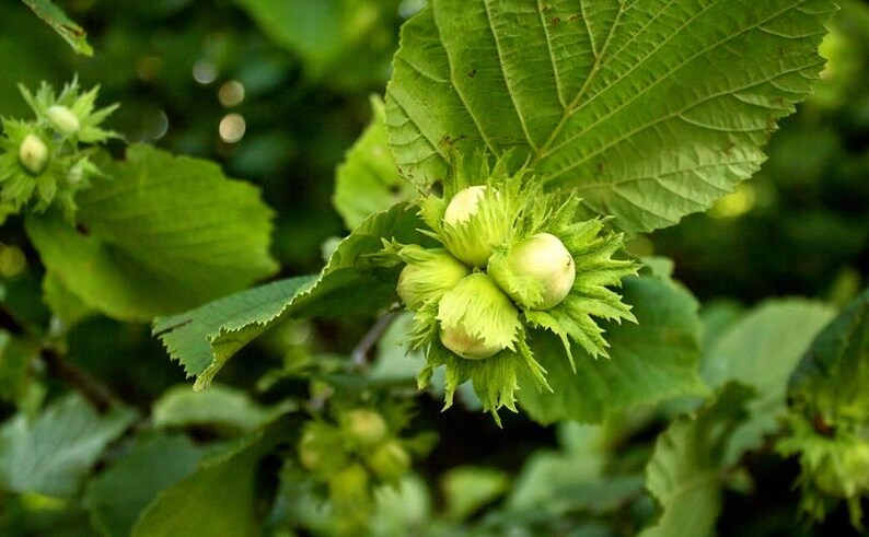 May include: Close-up of a hazelnut plant with green leaves and developing nuts. The nuts are clustered together, surrounded by spiky green bracts. The leaves are large and textured, with a blurred green background.