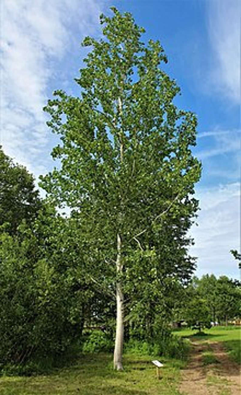 Aspen bark,200g image 3