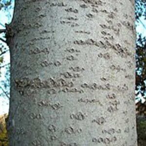 Aspen bark,200g image 4