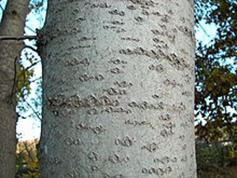 Aspen bark,200g image 4