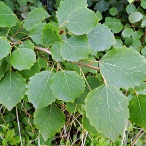 Aspen bark,200g image 2