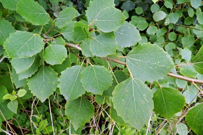 Aspen bark,200g image 2