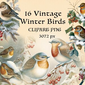 16 ヴィンテージ冬の鳥 PNG。コテージ、森の自然生活、ロマンチックな美的生活。ビクトリア朝の自然主義者の透明な即時ダウンロード クリップアート