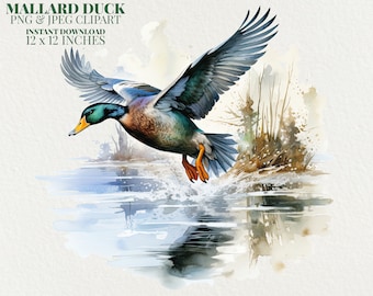 Mallard Duck Watercolor PNG Commercial Use Clip Art, Flying Duck Clipart PNG, Hunting Season, Hunter Sublimation, Duck Hunting png