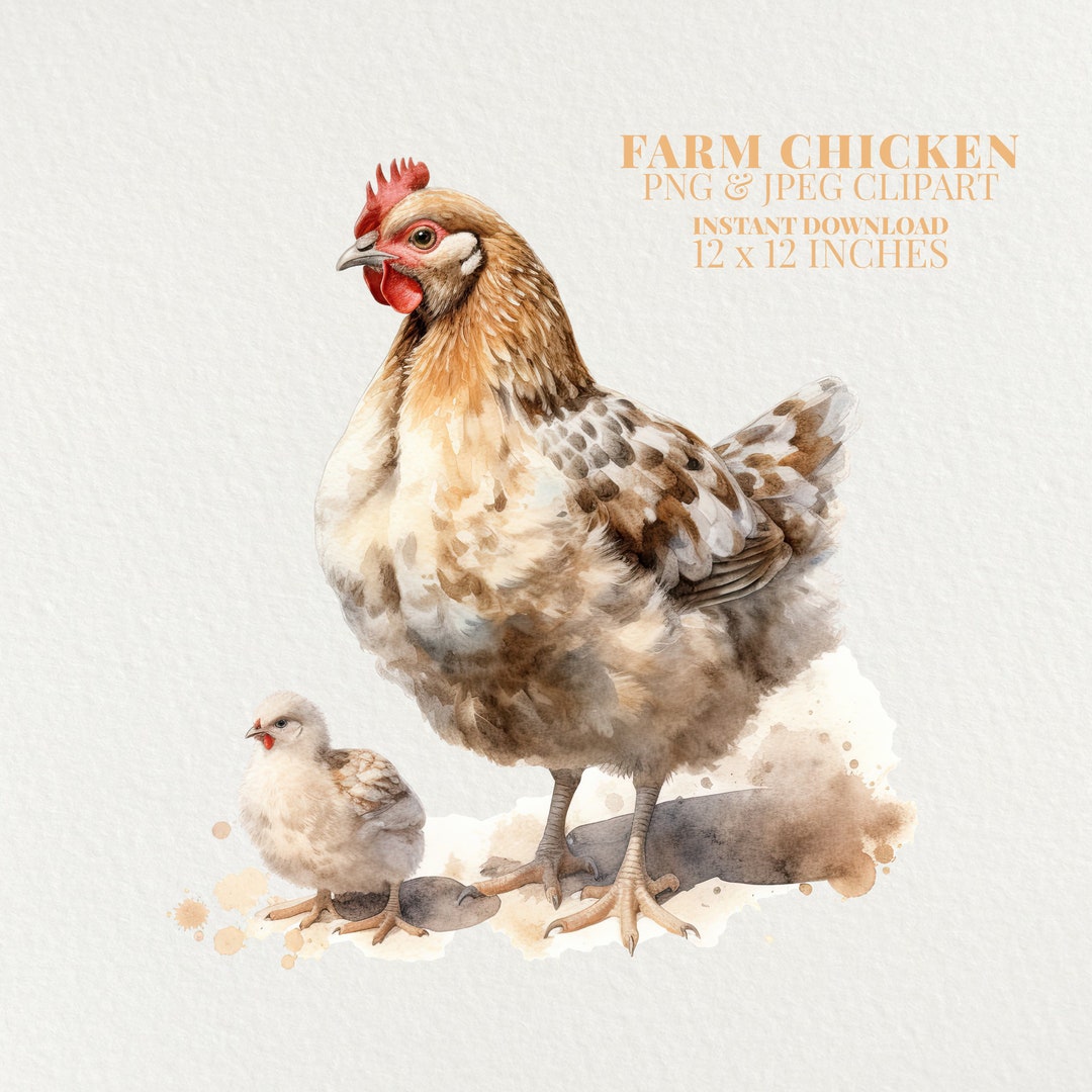 Farm Chicken & Chick Watercolor PNG Commercial Use Clip Art, Watercolor ...