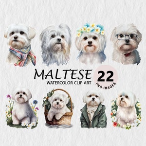 Maltese Clipart, Watercolor Maltese PNG, Transparent Clipart, Digital Art, Downloadable Clipart, Clipart Bundle, Free License, Dog Stickers