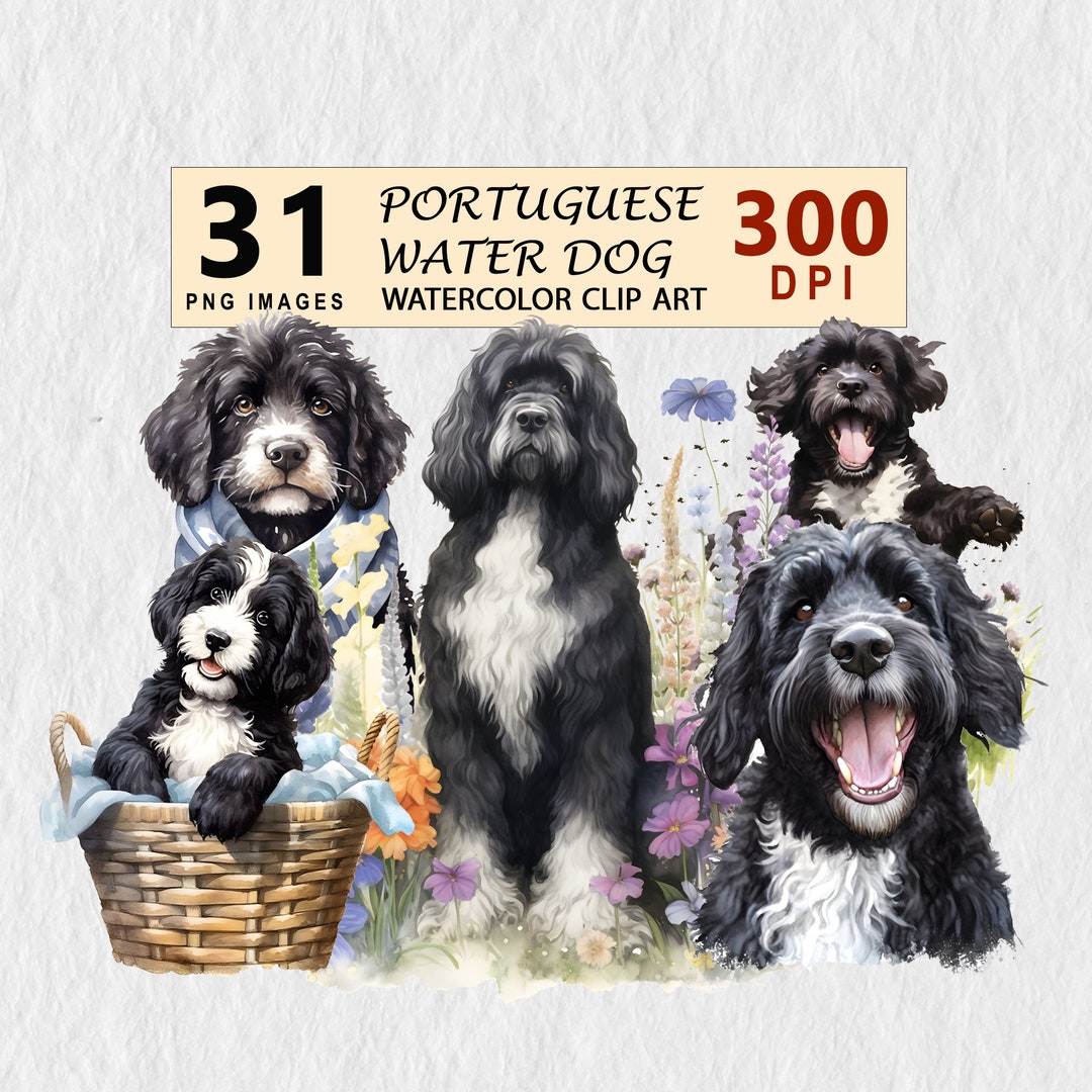 Portuguese Water Dog Clipart Watercolor Downloadable Illustration