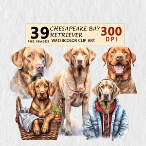 Chesapeake Bay Retriever Watercolor Clipart PNG Digital Download Planner Wall ART Downloadable Cute Clip Art Bundle Element Sticker