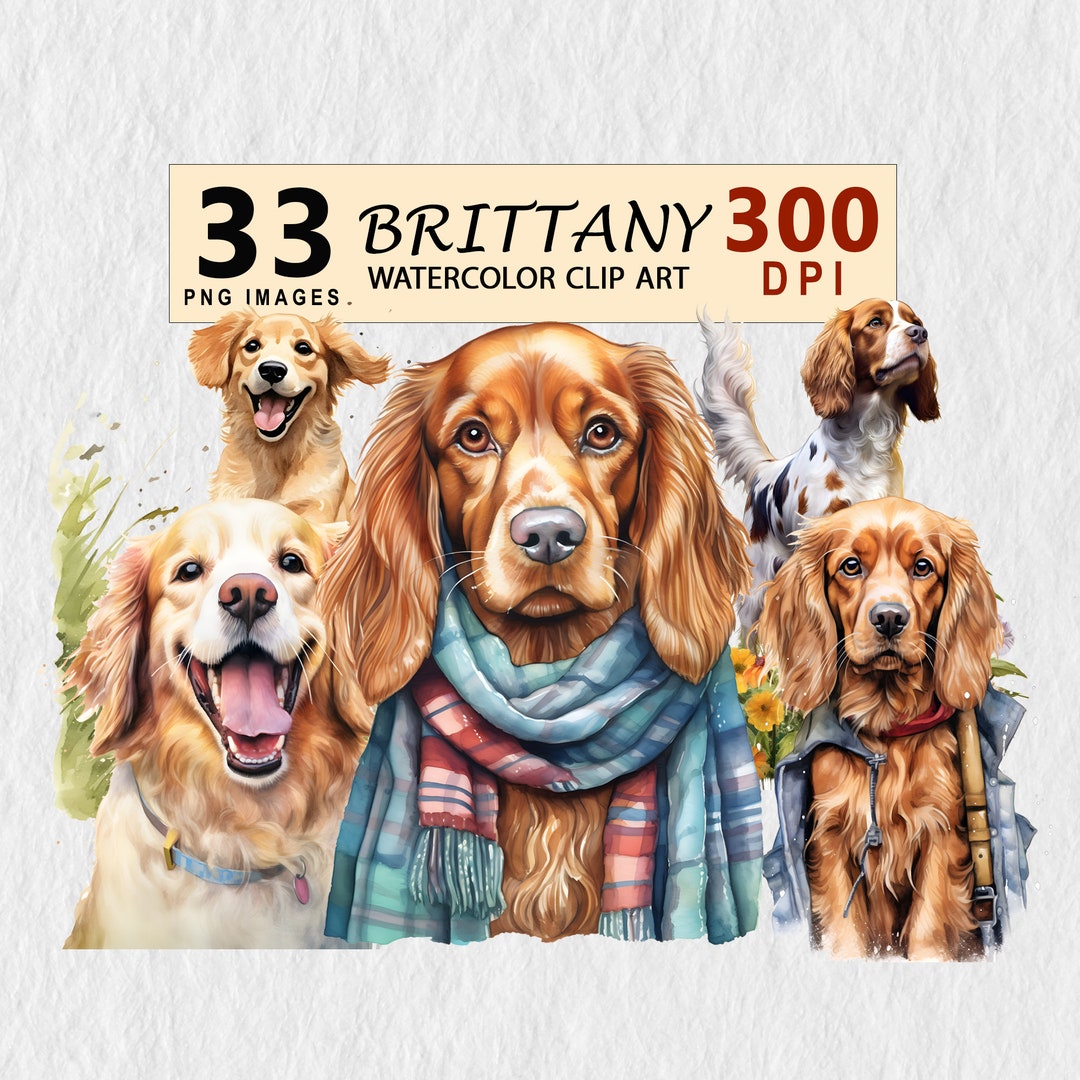 Britanny Dog Watercolor Clipart Illustration Transparent PNG Download Britanny Dog Watercolor Clipart Illustration Transparent PNG Download