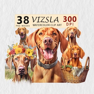 Vizsla Hund Aquarell Clipart Illustration Transparent PNG Download Bundle Wand Kunst Einladung TShirt Becher Freie Kommerzielle Lizenz Aufkleber