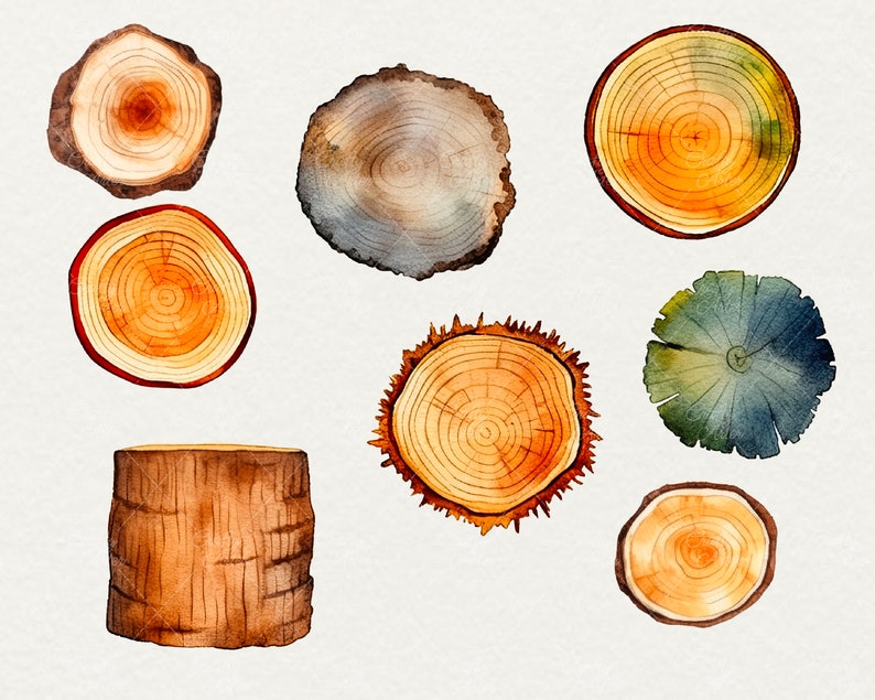 Watercolor Wood Slice Clipart: 38 PNG Wooden Board Graphics (commercial ...