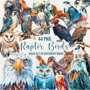 Watercolor raptor birds clipart, 44 png wildlife bird,  eagle graphics, falkon, owl, osprey, hawk, vulture, instant download, commercial use