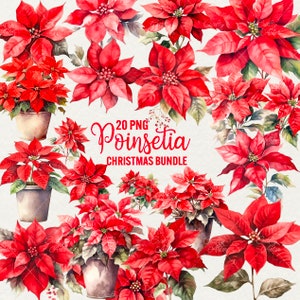 Kerstbloem clipart bundel kerstcadeau clipart winter clipart, 20 PNG kerstster bloem kerst png, commercieel gebruik