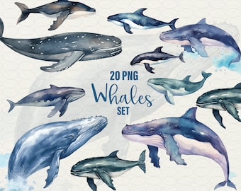 Watercolor Whales Clipart, Orca, Narwhal, Blue Whale, 20 png Whale Species Download, Commercial Use.