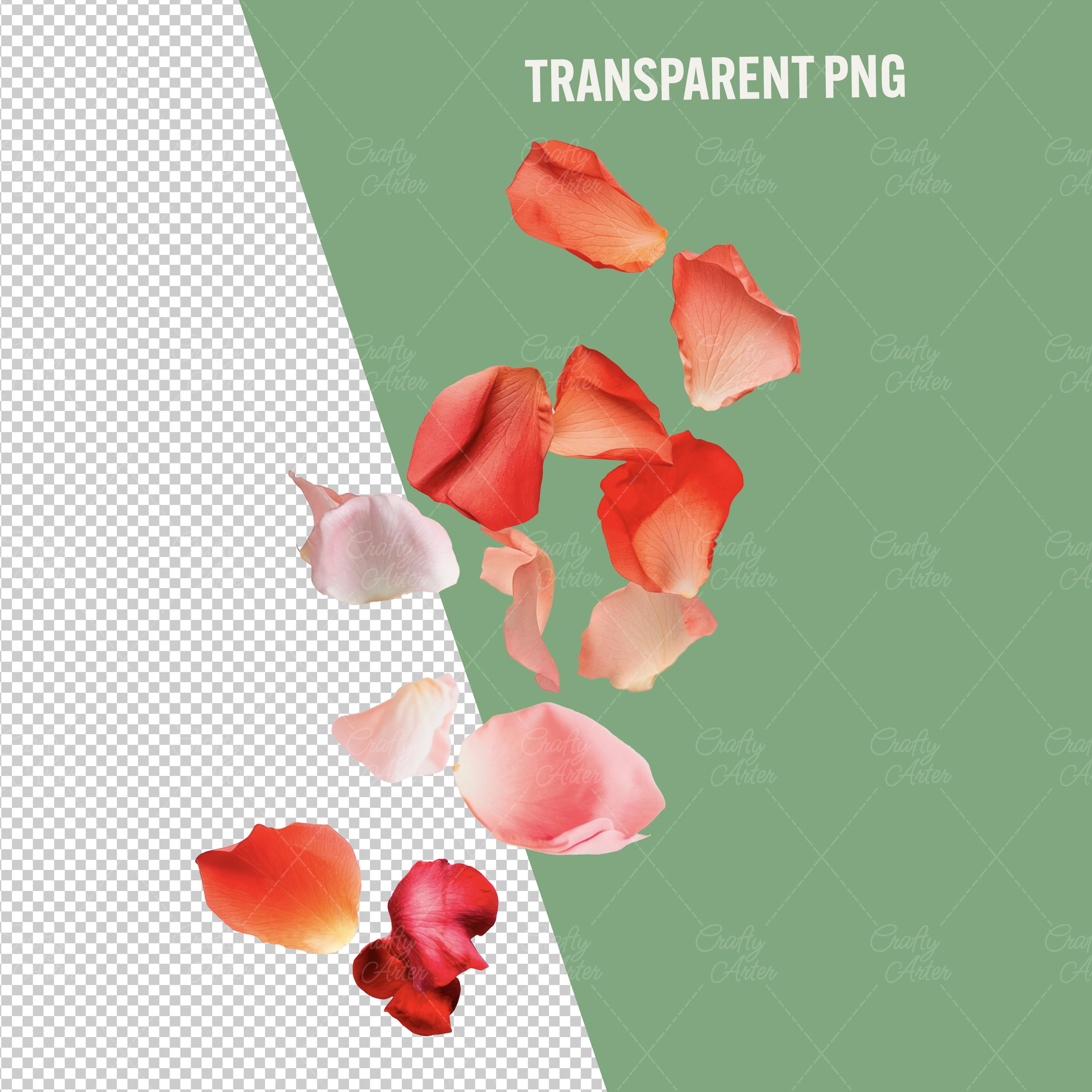 Rose Petals Clipart: Red, Pink, Peach, Ivory Overlays (PNG Digital ...