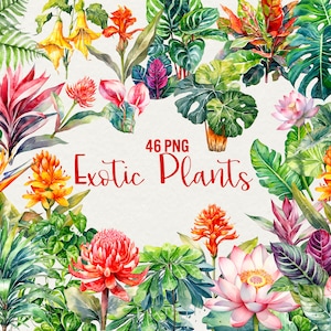 Watercolor Tropical Flowers Clipart, Exotic Clipart, 46 png watercolor flowers illustration, tropical clipart flowers, Commercial Use