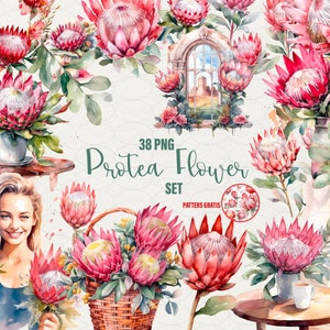 Akwarela Protea Clipart, Różowa protea PNG, akwarela kwiaty protea ilustracja, protea kwiaty scrapbooking, 38 png Użytek komercyjny