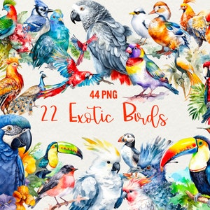 Clipart aquarelle oiseaux tropicaux, 44 PNG Aquarelle oiseaux exotiques clipart perroquets, assortiment d'oiseaux tropicaux feuilles exotiques usage commercial.