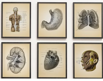 Vintage Anatomy Patent Prints, Set of 6, Medical Office Wall Art