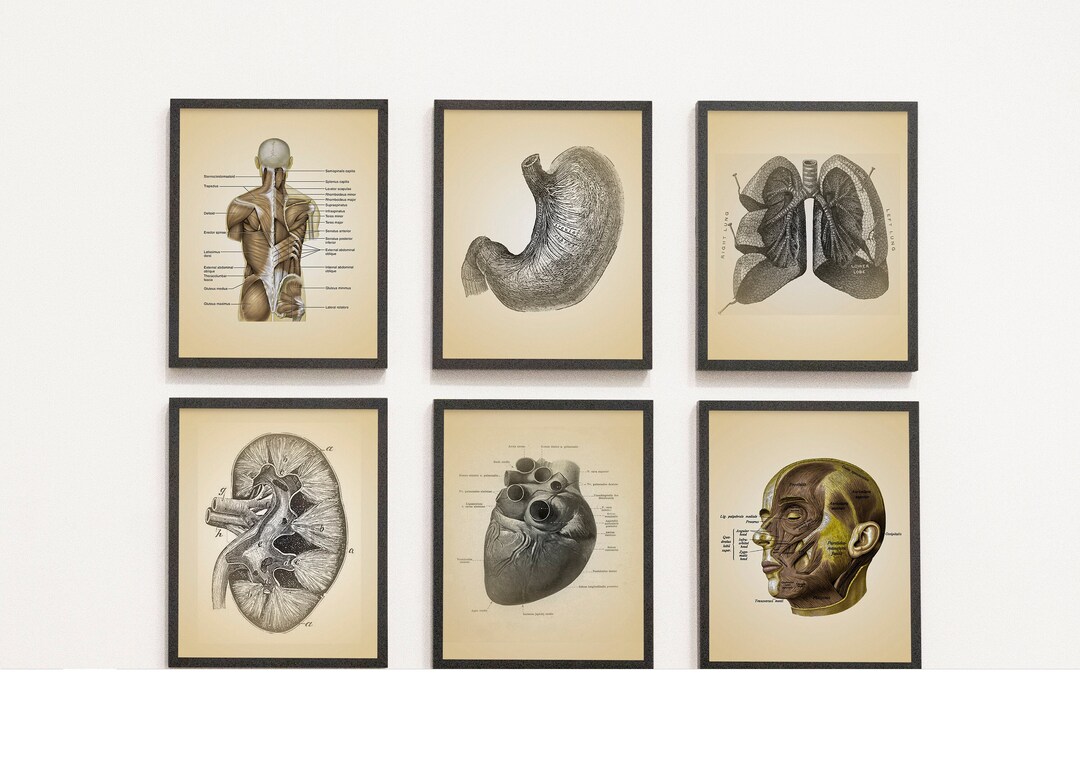 Vintage Anatomy Patent Prints, Set of 6, Medical Office Wall Art - Etsy