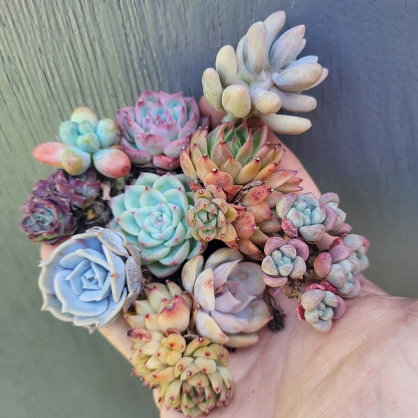 Mixed succulent pack