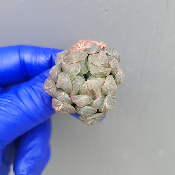 Haworthia cooperi var truncata