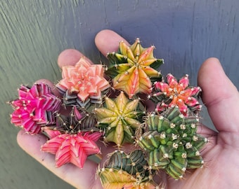 Gymnocalycium mihanovichii panaché