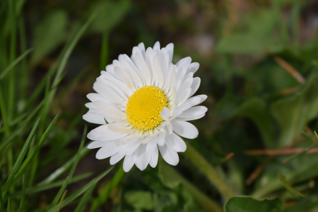Daisy Flower Photo at Summer / Printable Instant Photo / Etsy