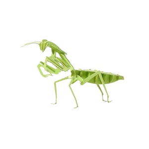 Paper Kit 3D paper craft jigsaw of a Praying Mantis