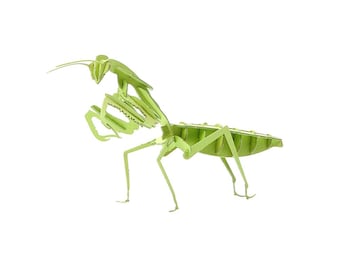 Paper Kit 3D paper craft jigsaw of a Praying Mantis