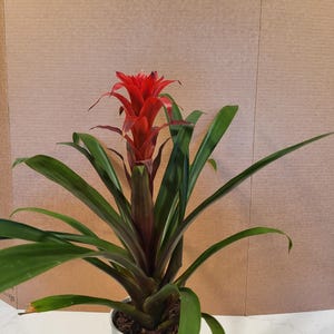 Bromeliad (6&quot; pot)