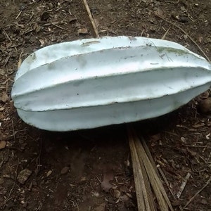 Ugu seed, African fluted pumpkin seed, Telfairia occidentalis