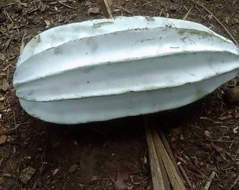 Ugu seed, African fluted pumpkin seed, Telfairia occidentalis