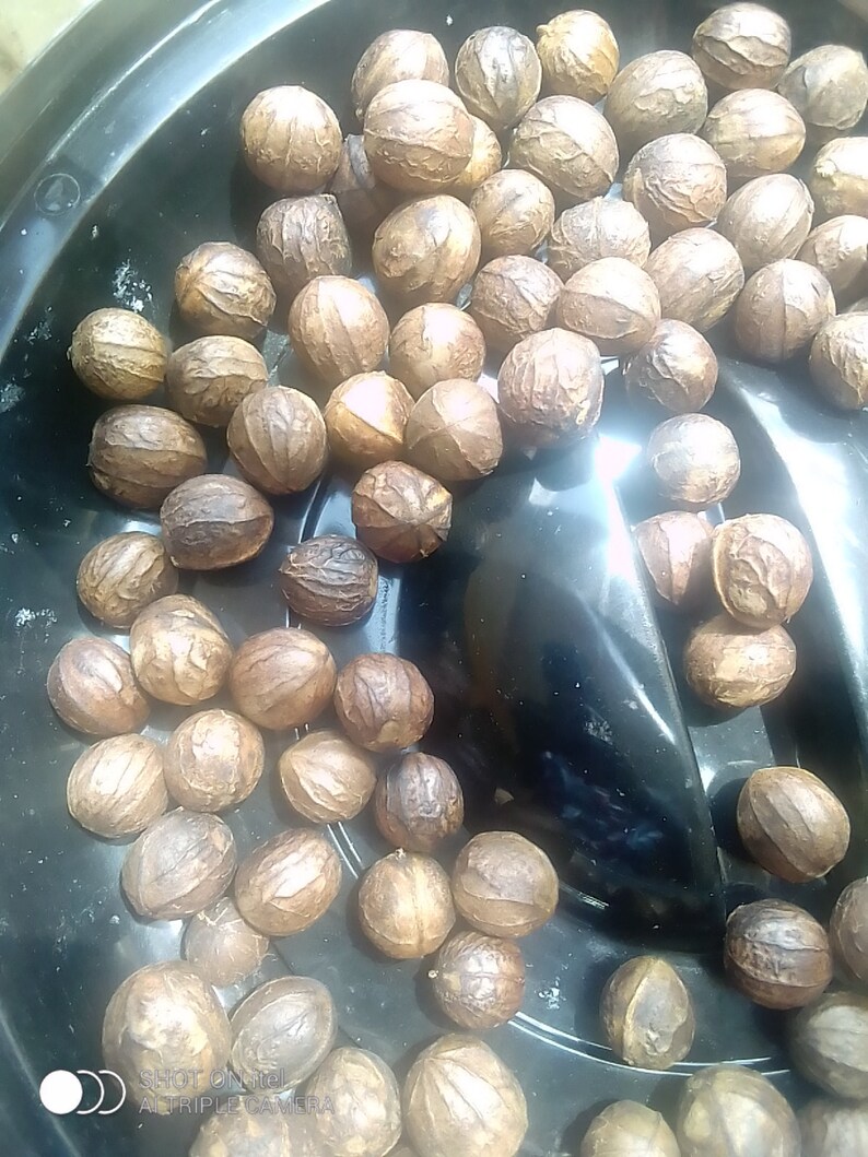African Walnut, Nigerian Shellnut, Nigerian Ukpa or Asala Etsy