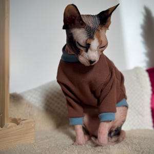 May include: A hairless cat with dark and light skin patches wearing a brown waffle-knit sweater. The sweater features a high collar and sleeve cuffs in a contrasting light blue color. The cat is sitting and looking downward with its eyes closed.