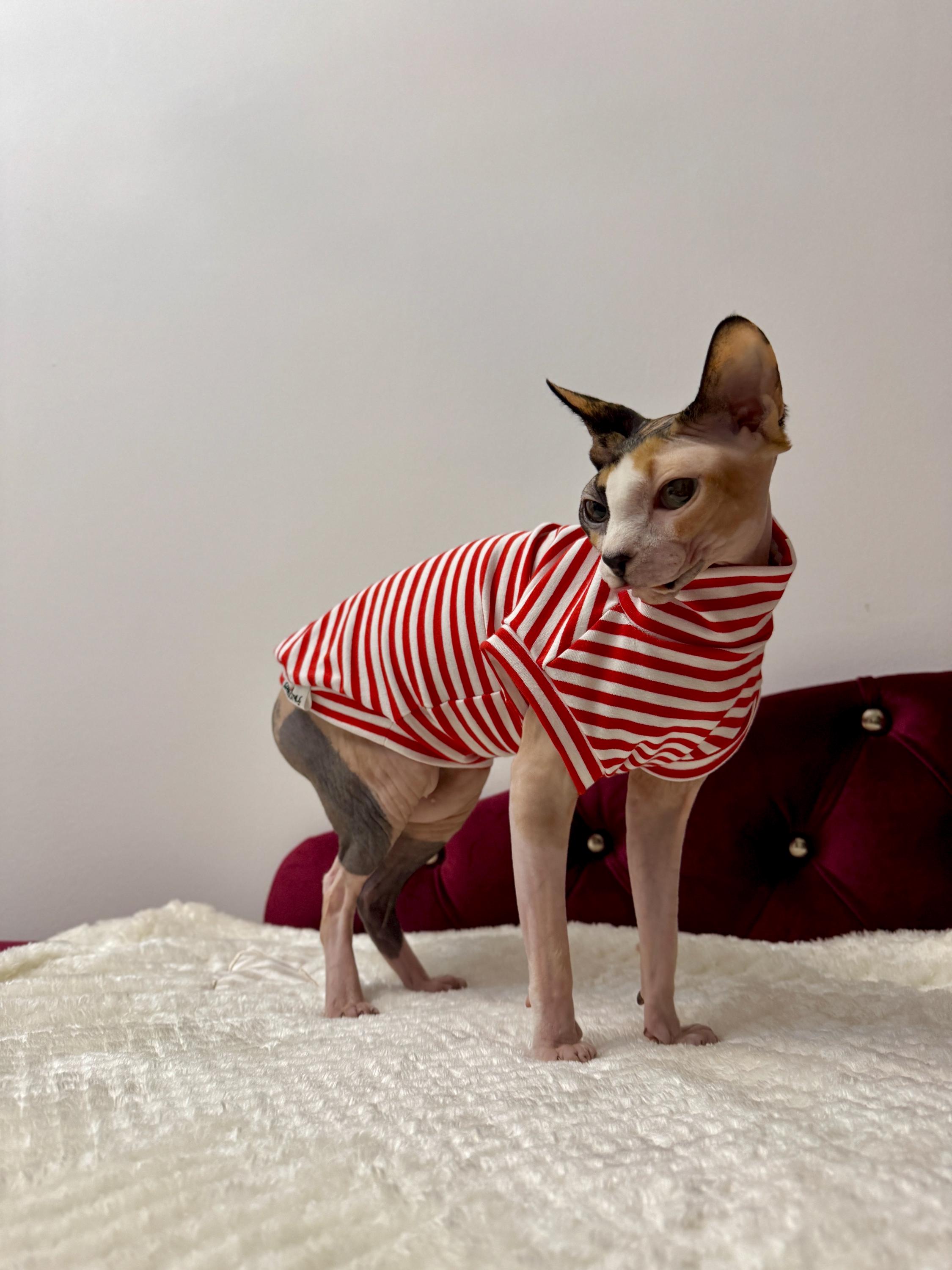 Sphynx Cat Jumper Organic Jersey Cotton Sensitive Skin Organic Series  Clothes Red Stripes Two Holes or One Hole for Legs - Etsy, image size:2250x3000