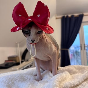 Puede incluir: Un gato Sphynx con un sombrero rojo con lunares blancos en forma de corazón. El gato está sentado sobre una manta blanca y esponjosa. El sombrero está atado bajo la barbilla del gato con una cuerda blanca.