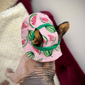 Puede incluir: Un sombrero rosa para mascotas con un diseño de sandía y ribete verde. El sombrero lo lleva un gato sin pelo, con las orejas visibles. El gato está sobre una superficie blanca y burdeos.