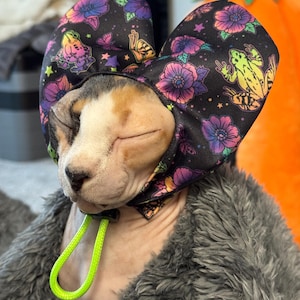 May include: A Sphynx cat wearing a black hood with a floral and frog pattern. The hood has a neon green drawstring. The cat is wearing a grey furry garment. An orange pumpkin is in the background.