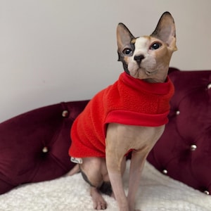 May include: A hairless cat wearing a red sweater sits on a white and burgundy sofa. The cat is looking up and has a white, black, and brown coat.