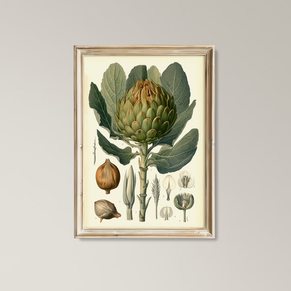 Vintage Botanical Artichoke, Scientific Vegetable Plant Print, Instant Downloadable Wall Art, Kitchen Decor, Antique Style