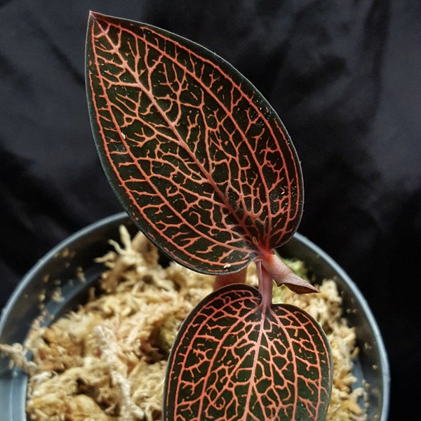 Macodes Ludisia discolor 'Copper Web' Juwelorchidee jewel orchid orchidée bijou