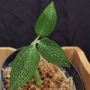 Op de afbeelding: Close-up van een kleine plant met drie groene bladeren met ingewikkelde witte nerven. De plant staat in een zwarte pot met een lichtbruin substraat, tegen een donkere achtergrond. Het is een kamerplant.