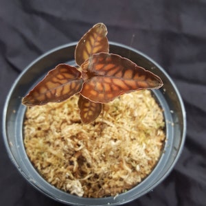 Macodes Cystorchis stenoglossa 'Cheetah' Jungpflanze jewel orchid orchidée bijou juweel orchidee juvel orkide klejnotowa orchidea